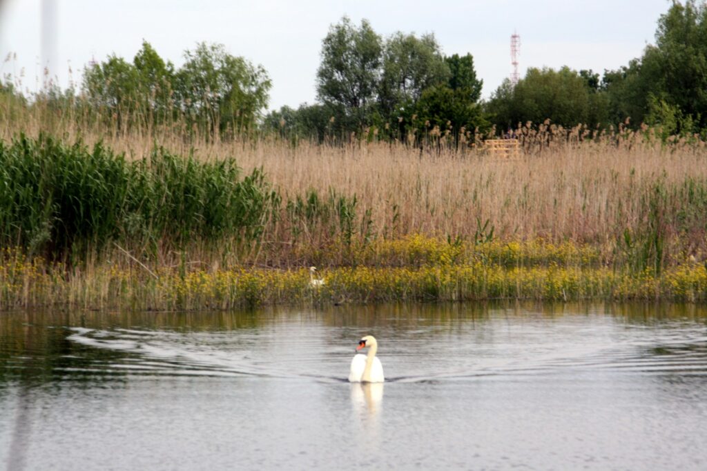 Parcul Natural Văcărești