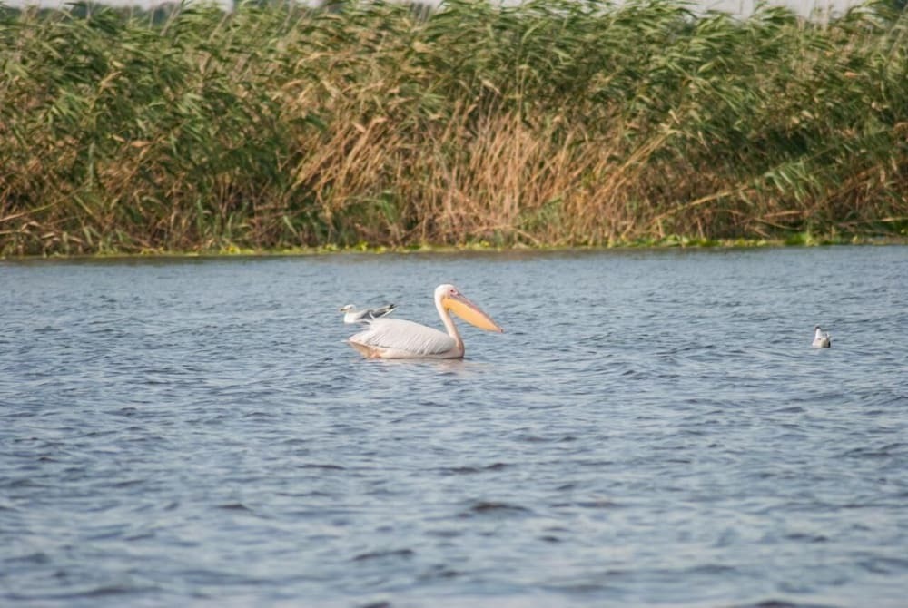 Delta Nature Resort - 11
