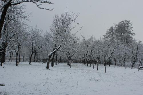 Pensiunea Casa Noastra - 133